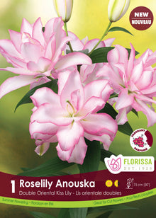 Lis ‘Roselily Anoushka’ ( Lilium ) : des lis doubles blancs bordés de rose, avec des boutons clairs et du feuillage vert. Le visuel Florissa présente la plante et son nom dans la partie inférieure de l’étiquette. La photographie occupe presque toute la surface, tandis que le bandeau du bas rassemble les indications du produit. Cette vue permet de reconnaître son apparence et de distinguer la variété présentée.