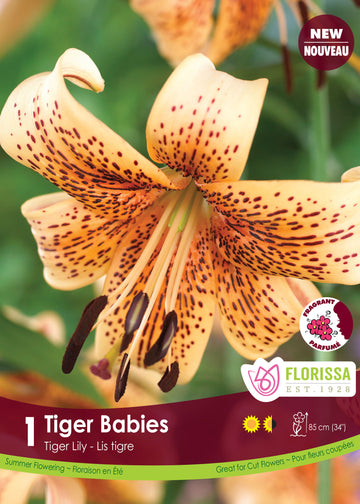 Lis tigre 'Tiger Babies'