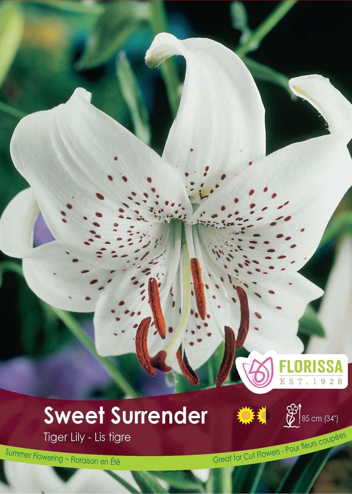 Lys Tigre ‘Sweet Surrender’ (1 bulbe) ( Lilium ) : une fleur de lys blanche ponctuée de petites taches foncées. Le visuel Florissa présente la plante et son nom dans la partie inférieure de l’étiquette. La photographie occupe presque toute la surface, tandis que le bandeau du bas rassemble les indications du produit. Cette vue permet de reconnaître son apparence et de distinguer la variété présentée.