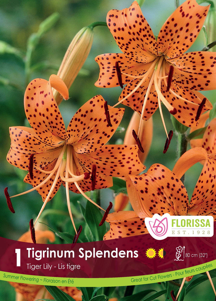 Lis tigre 'Tigrinum Splendens'