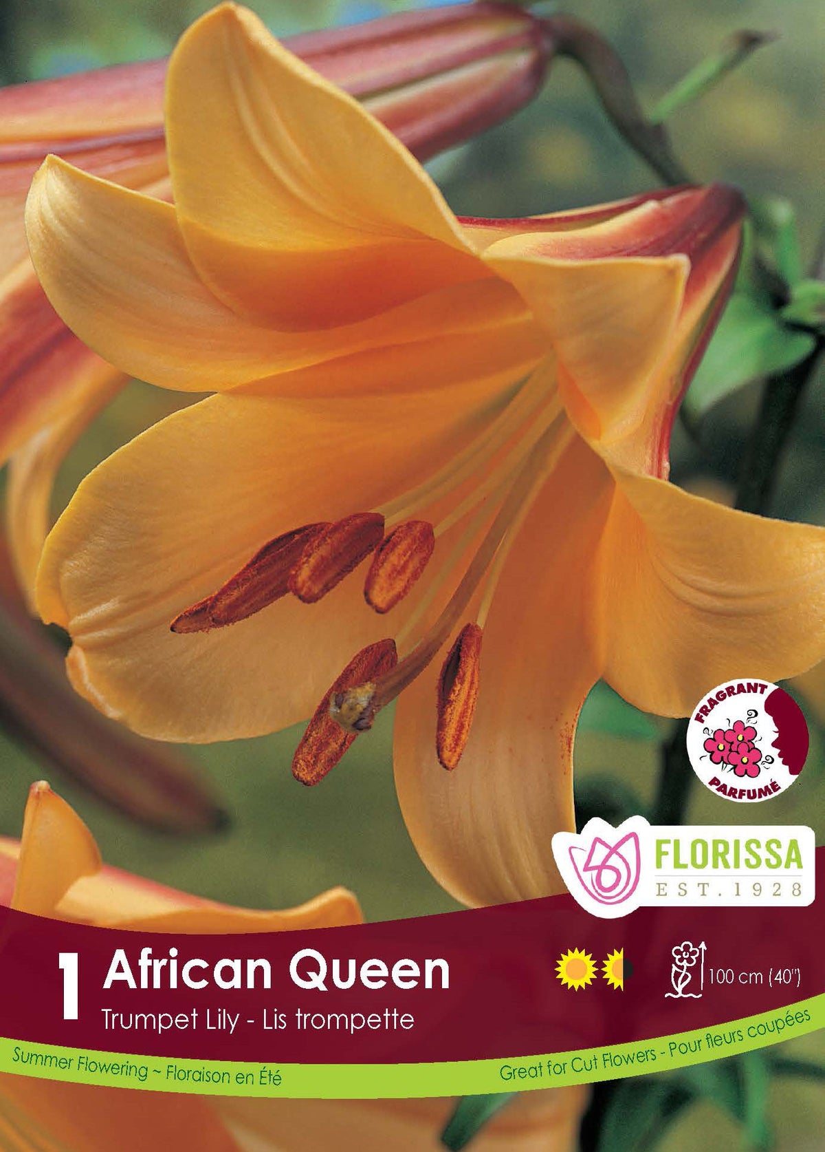 Lis trompette ‘African Queen’ ( Lilium ) : un lys orange cuivré en forme de trompette. Le visuel Florissa présente la plante et son nom dans la partie inférieure de l’étiquette. La photographie occupe presque toute la surface, tandis que le bandeau du bas rassemble les indications du produit. Cette vue permet de reconnaître son apparence et de distinguer la variété présentée.