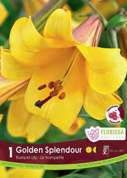 Lis trompette 'Golden Splendour'