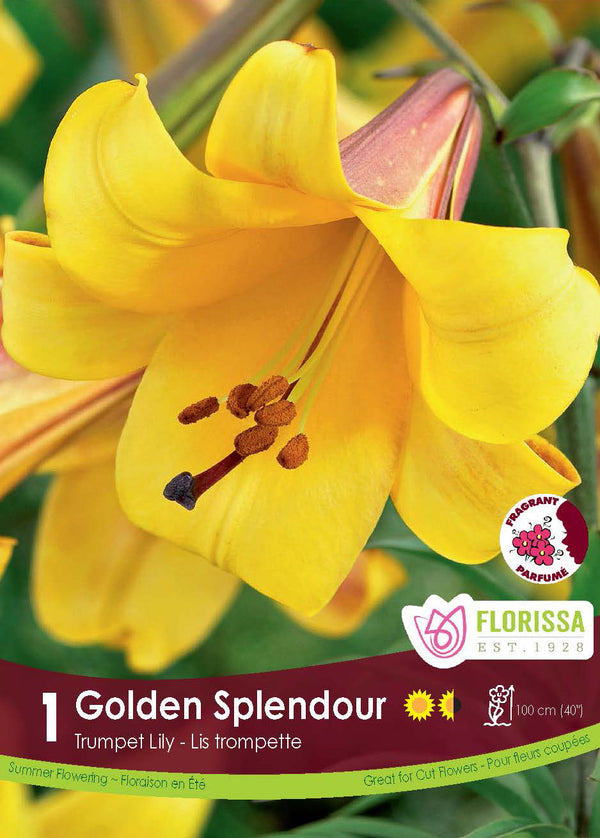 Lis trompette ‘Golden Splendour’