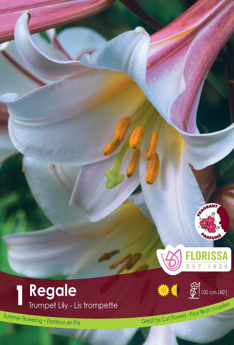 Lis trompette 'Regale'