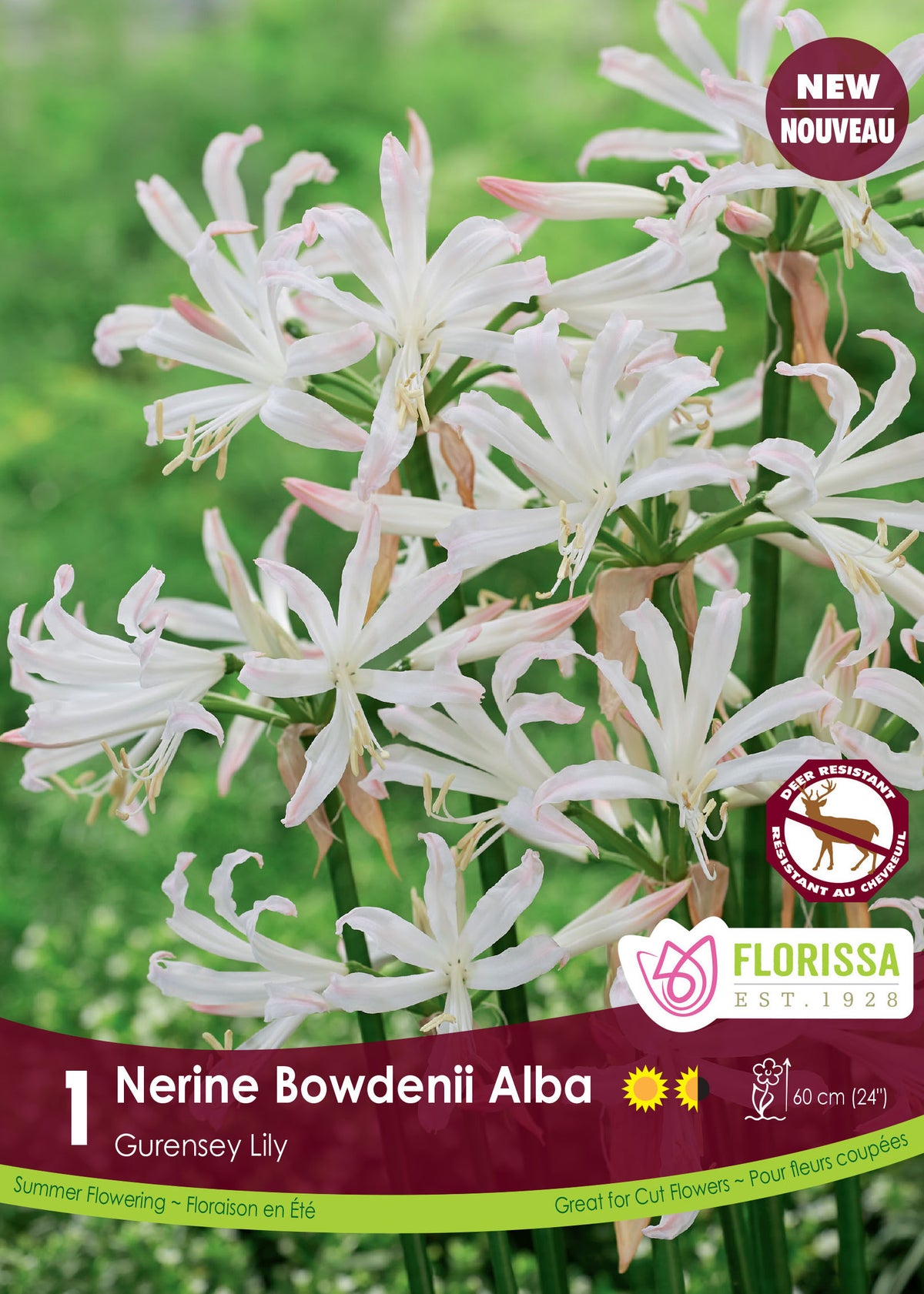 Nérine ‘Bowdenii Alba’ ( Nerine ) : des fleurs de nérine blanches aux longs pétales fins et ondulés. Le visuel Florissa présente la plante et son nom dans la partie inférieure de l’étiquette. La photographie occupe presque toute la surface, tandis que le bandeau du bas rassemble les indications du produit. Cette vue permet de reconnaître son apparence et de distinguer la variété présentée.