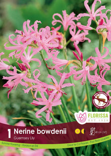 Nérine ‘Bowdenii’ ( Nerine ) : des fleurs de nérine roses aux longs pétales fins et ondulés. Le visuel Florissa présente la plante et son nom dans la partie inférieure de l’étiquette. La photographie occupe presque toute la surface, tandis que le bandeau du bas rassemble les indications du produit. Cette vue permet de reconnaître son apparence et de distinguer la variété présentée.