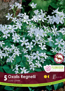 Oxalis ‘Regnellii’ (5 bulbes) ( Oxalis ) : des petites fleurs blanches au-dessus de feuilles vertes à trois folioles. Le visuel Florissa présente la plante et son nom dans la partie inférieure de l’étiquette. La photographie occupe presque toute la surface, tandis que le bandeau du bas rassemble les indications du produit. Cette vue permet de reconnaître son apparence et de distinguer la variété présentée.