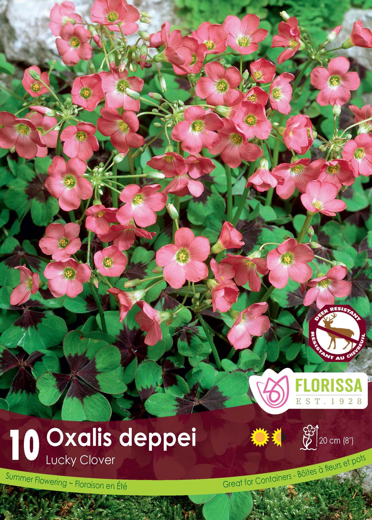 Oxalis ‘Deppei’ ( Oxalis ) : des petites fleurs roses au-dessus de feuilles vertes marquées de pourpre. Le visuel Florissa présente la plante et son nom dans la partie inférieure de l’étiquette. La photographie occupe presque toute la surface, tandis que le bandeau du bas rassemble les indications du produit. Cette vue permet de reconnaître son apparence et de distinguer la variété présentée.
