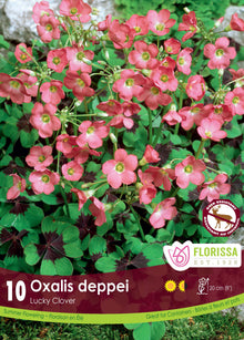 Oxalis ‘Deppei’ ( Oxalis ) : des petites fleurs roses au-dessus de feuilles vertes marquées de pourpre. Le visuel Florissa présente la plante et son nom dans la partie inférieure de l’étiquette. La photographie occupe presque toute la surface, tandis que le bandeau du bas rassemble les indications du produit. Cette vue permet de reconnaître son apparence et de distinguer la variété présentée.