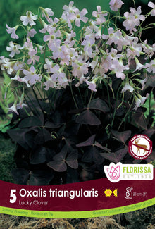 Oxalis ‘Triangularis’ ( Oxalis ) : des petites fleurs rose pâle au-dessus de feuilles triangulaires pourpres. Le visuel Florissa présente la plante et son nom dans la partie inférieure de l’étiquette. La photographie occupe presque toute la surface, tandis que le bandeau du bas rassemble les indications du produit. Cette vue permet de reconnaître son apparence et de distinguer la variété présentée.