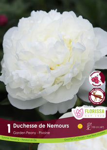 Pivoine ‘Duchesse de Nemours’ ( Paeonia ) : une pivoine double blanche aux nombreux pétales serrés. Le visuel Florissa présente la plante et son nom dans la partie inférieure de l’étiquette. La photographie occupe presque toute la surface, tandis que le bandeau du bas rassemble les indications du produit. Cette vue permet de reconnaître son apparence et de distinguer la variété présentée.