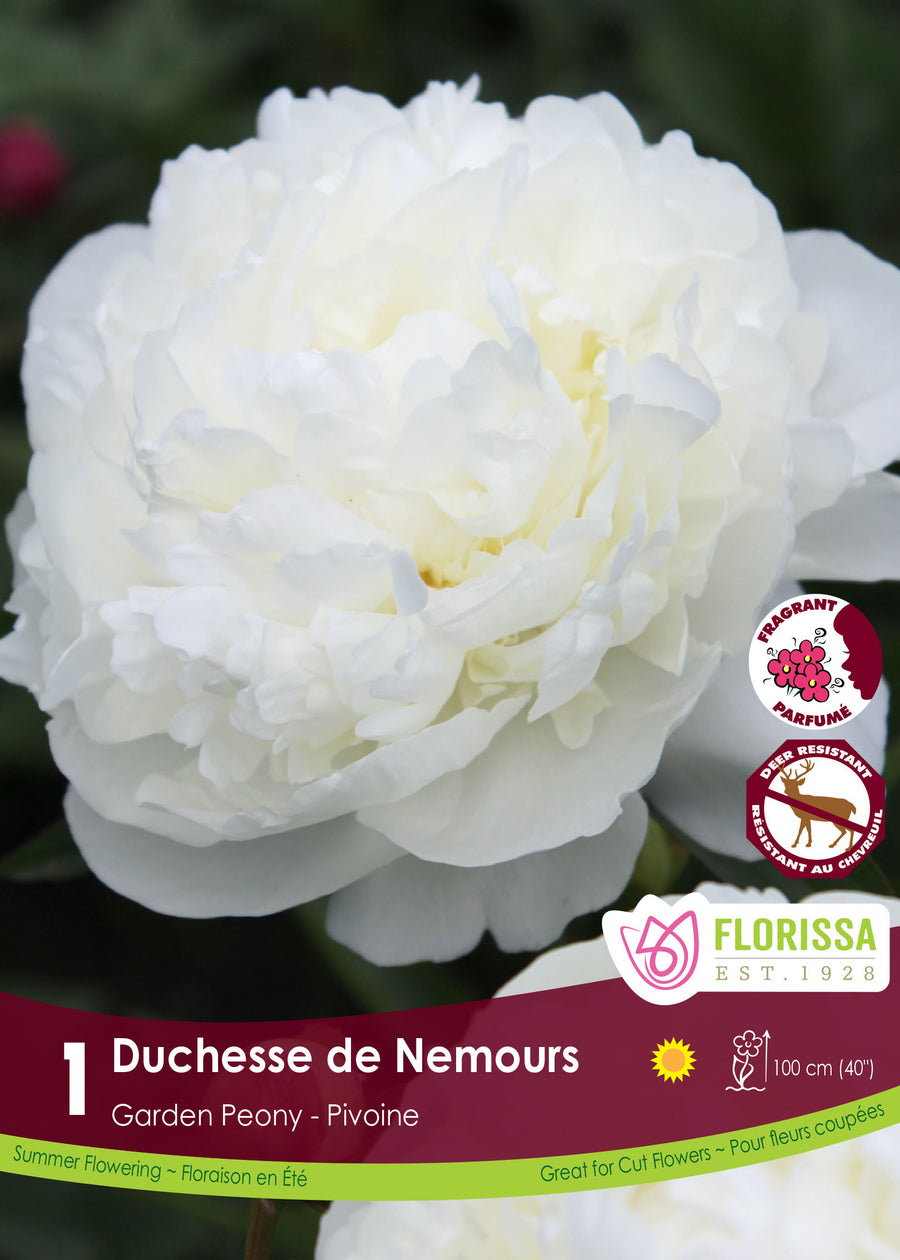 Pivoine ‘Duchesse de Nemours’ ( Paeonia ) : une pivoine double blanche aux nombreux pétales serrés. Le visuel Florissa présente la plante et son nom dans la partie inférieure de l’étiquette. La photographie occupe presque toute la surface, tandis que le bandeau du bas rassemble les indications du produit. Cette vue permet de reconnaître son apparence et de distinguer la variété présentée.