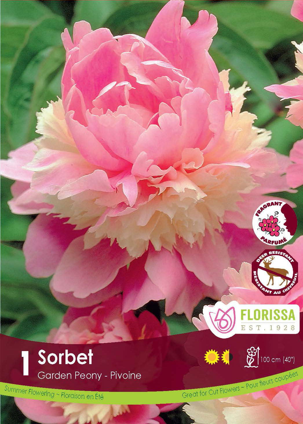 Pivoine ‘Sorbet’ ( Paeonia ) : une pivoine rose à collerette centrale crème très fournie. Le visuel Florissa présente la plante et son nom dans la partie inférieure de l’étiquette. La photographie occupe presque toute la surface, tandis que le bandeau du bas rassemble les indications du produit. Cette vue permet de reconnaître son apparence et de distinguer la variété présentée.