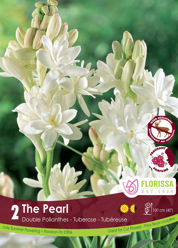 Double Tuberose 'La Perle' (2 bulbs)