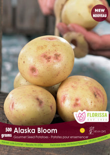 Pomme de terre ‘Alaska Bloom’ ( Solanum tuberosum ) : des pommes de terre claires marquées de petites zones rosées. Le visuel Florissa présente la plante et son nom dans la partie inférieure de l’étiquette. La photographie occupe presque toute la surface, tandis que le bandeau du bas rassemble les indications du produit. Cette vue permet de reconnaître son apparence et de distinguer la variété présentée.