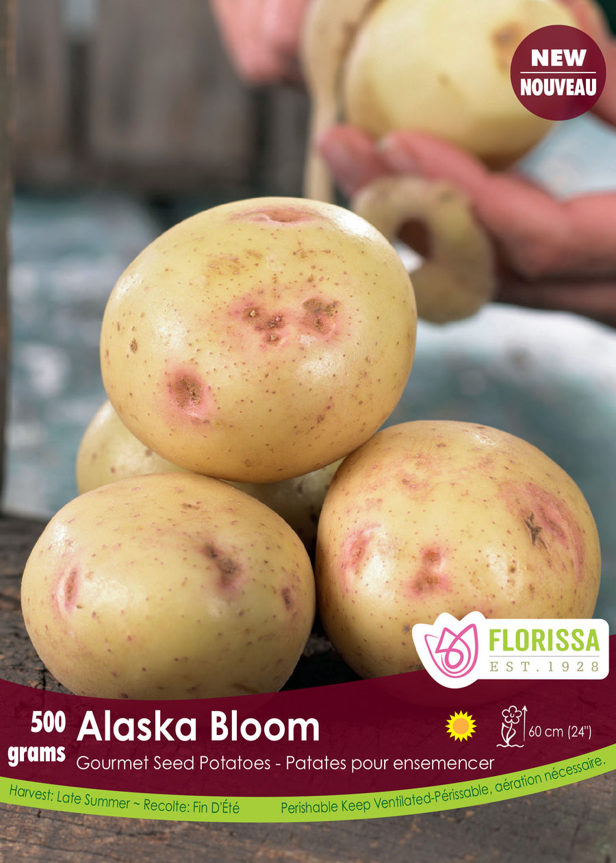 Pomme de terre 'Alaska Bloom' (<em>Pomme de terre</em>)
