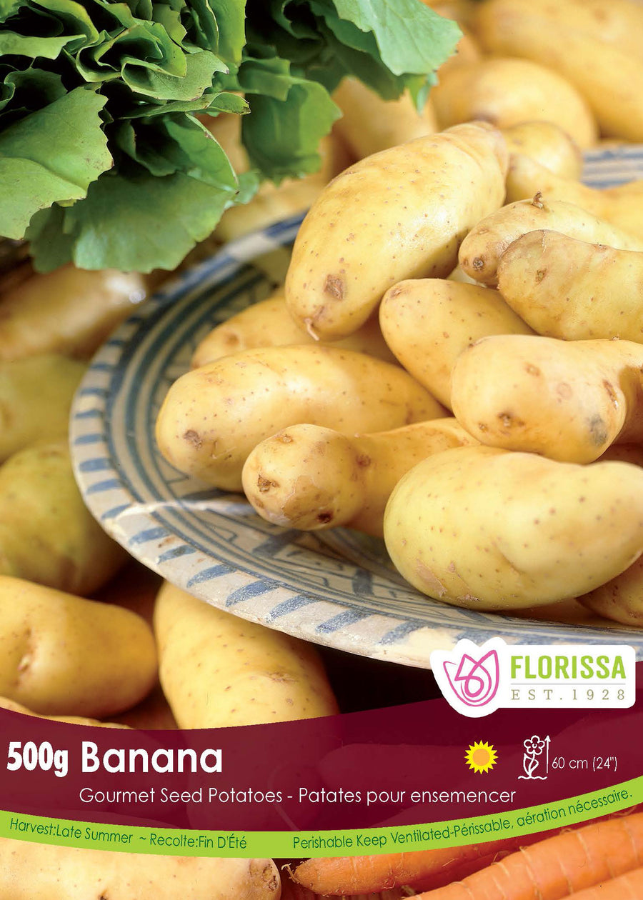 Pomme de terre 'Banana' (<em>Pomme de terre</em>)