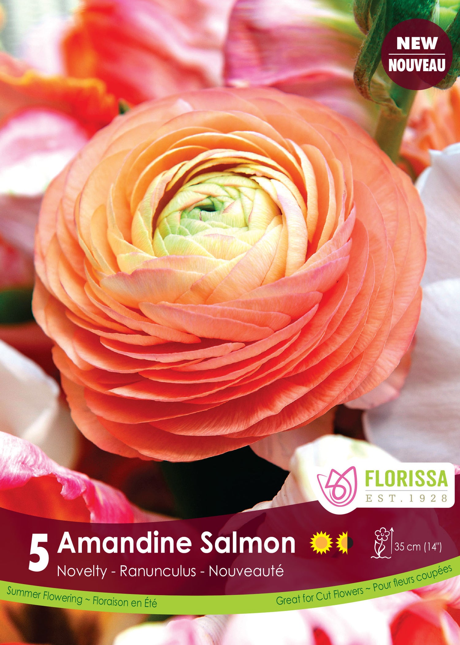 Renoncule 'Amandine Saumon'