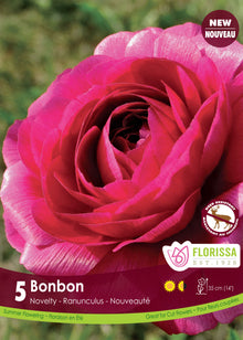 Renoncule 'Bonbon'