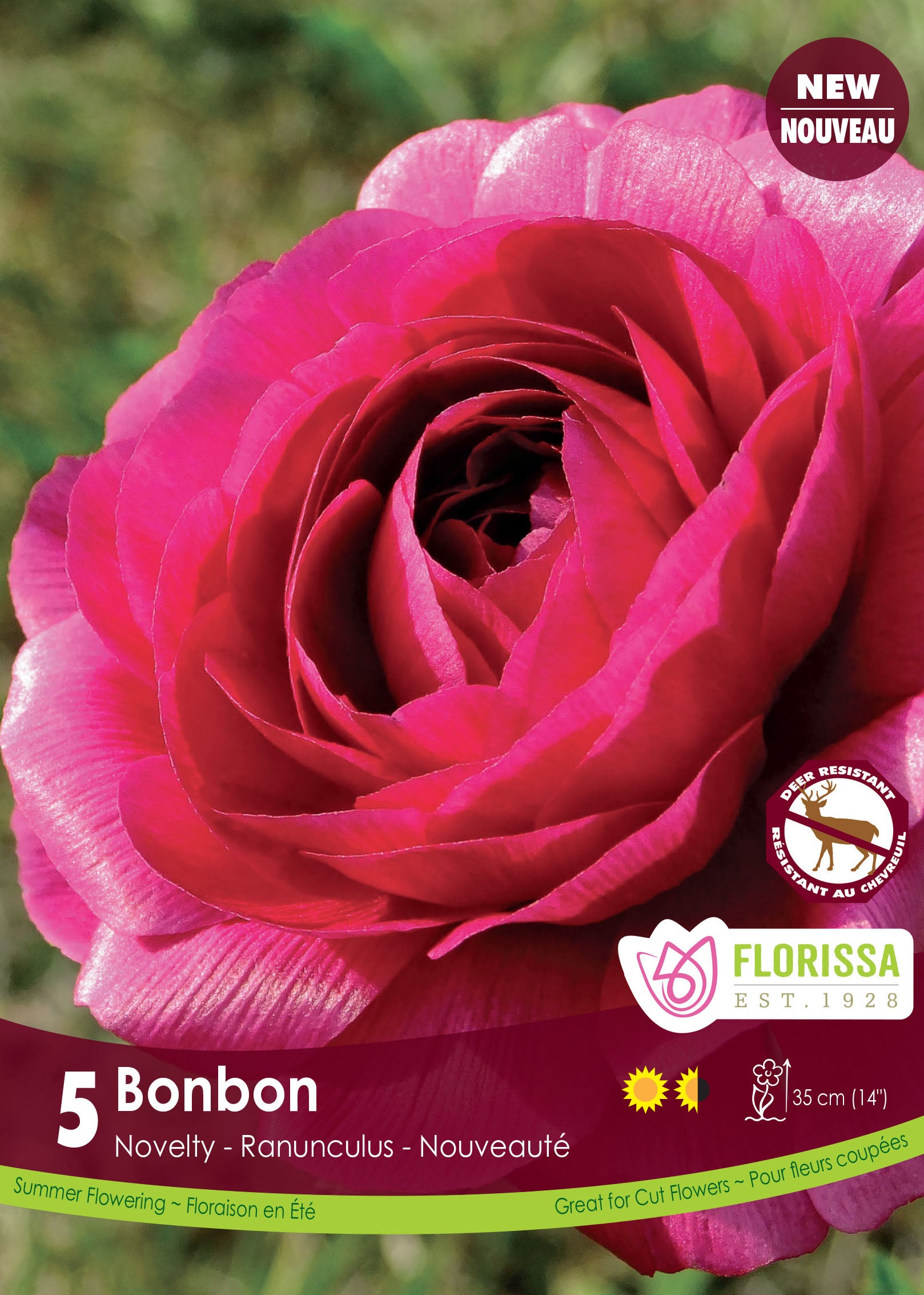 Renoncule 'Bonbon'