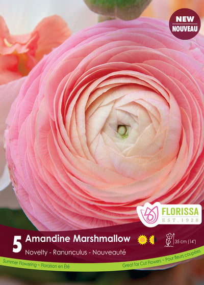 Renoncule 'Amandine Marshmallow'