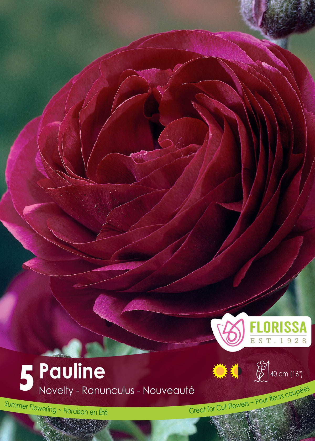 Renoncule 'Pauline'