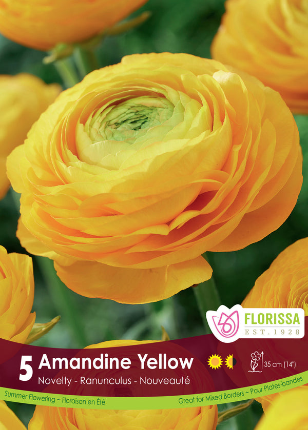 Ranunculus 'Amandine Jaune' (5 bulbs)