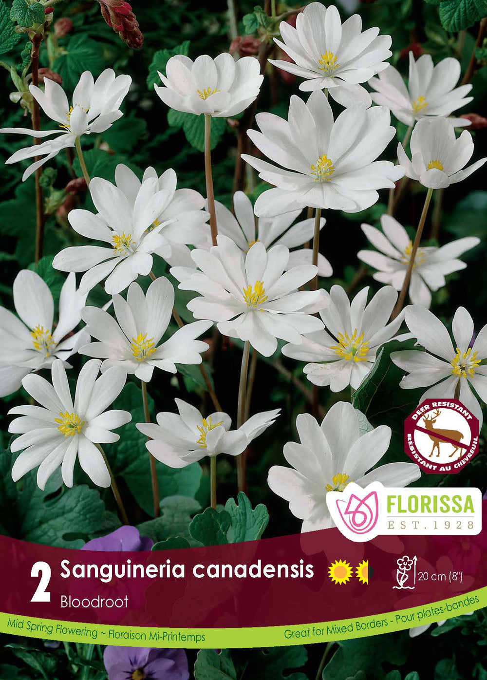 Sanguinaire du Canada