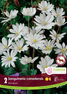 Sanguinaire du Canada ( Sanguinaria ) : des fleurs de sanguinaire blanches à cœur jaune au-dessus des feuilles. Le visuel Florissa présente la plante et son nom dans la partie inférieure de l’étiquette. La photographie occupe presque toute la surface, tandis que le bandeau du bas rassemble les indications du produit. Cette vue permet de reconnaître son apparence et de distinguer la variété présentée.