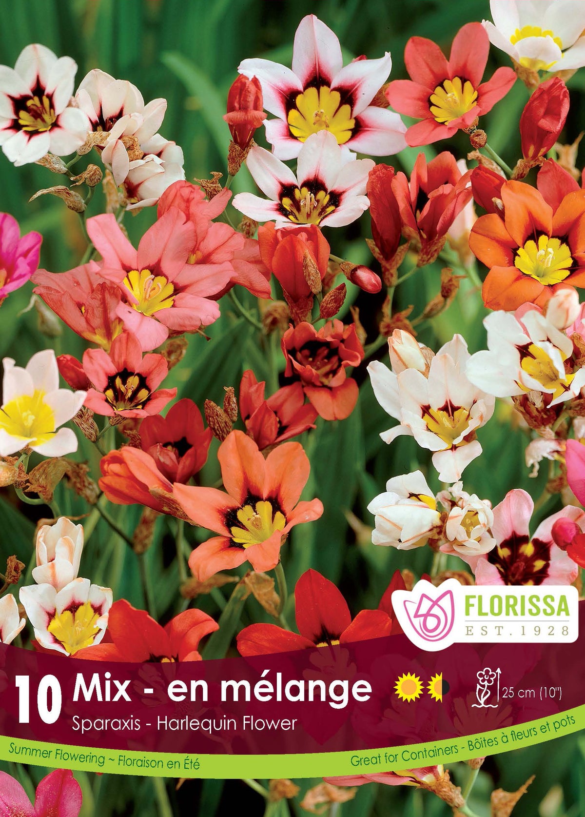 Sparaxis ‘Mélange’ ( Sparaxis ) : des fleurs de sparaxis rouges, blanches, roses et jaunes à cœur contrasté. Le visuel Florissa présente la plante et son nom dans la partie inférieure de l’étiquette. La photographie occupe presque toute la surface, tandis que le bandeau du bas rassemble les indications du produit. Cette vue permet de reconnaître son apparence et de distinguer la variété présentée.