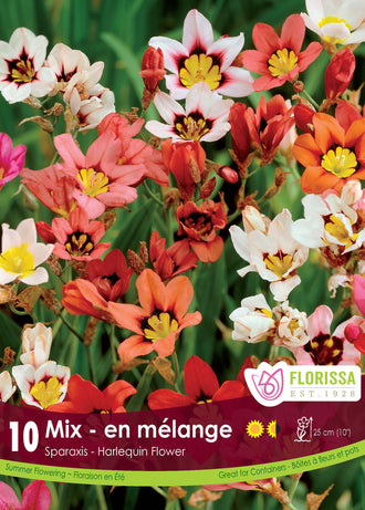 Sparaxis ‘Mélange’ ( Sparaxis ) : des fleurs de sparaxis rouges, blanches, roses et jaunes à cœur contrasté. Le visuel Florissa présente la plante et son nom dans la partie inférieure de l’étiquette. La photographie occupe presque toute la surface, tandis que le bandeau du bas rassemble les indications du produit. Cette vue permet de reconnaître son apparence et de distinguer la variété présentée.