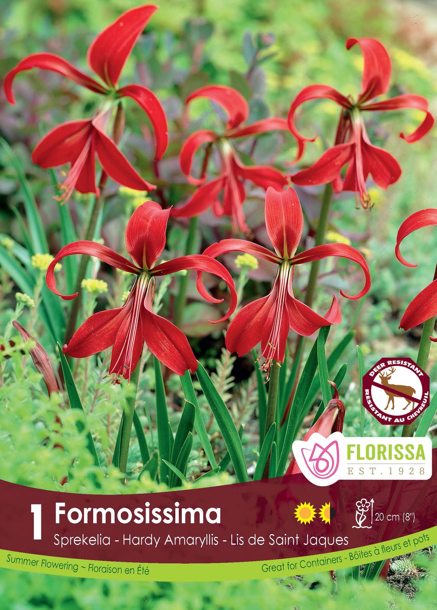 Aztec Lily 'Formosissima' (1 bulbs)
