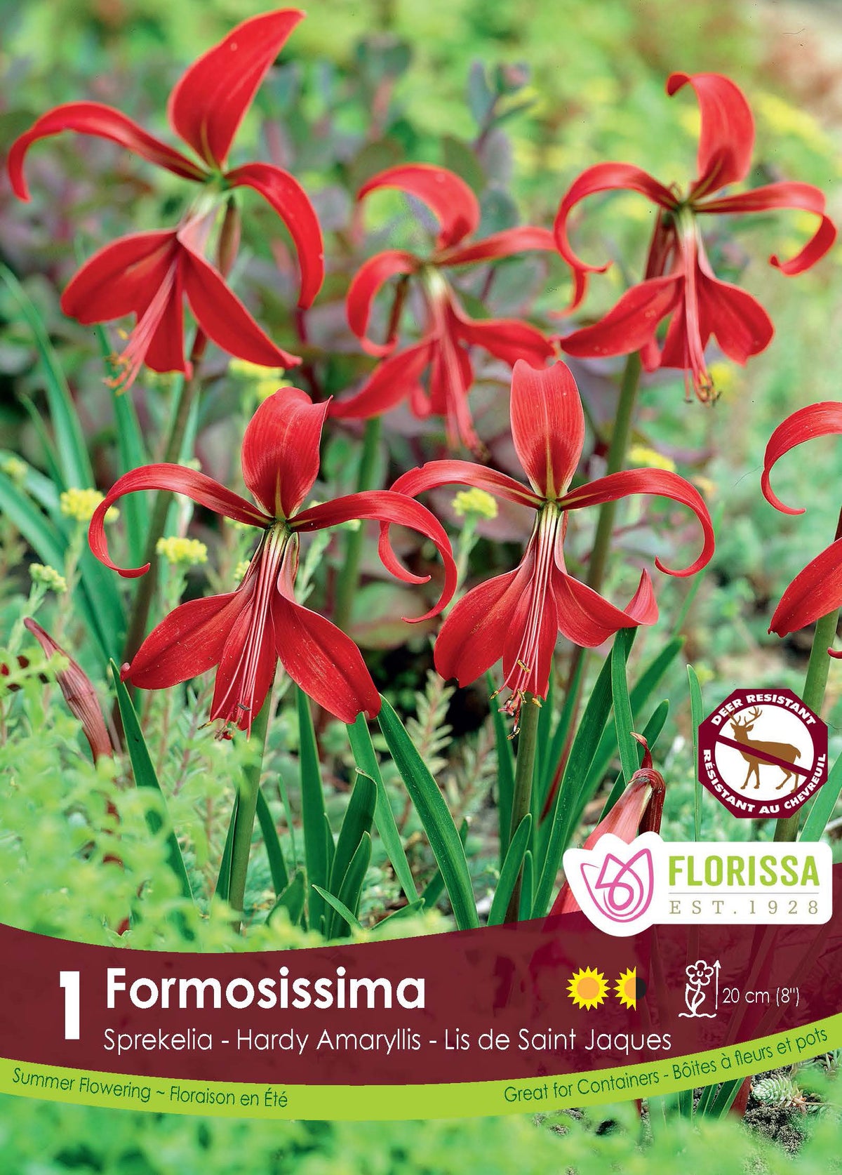 Lis de Saint-Jacques ( Sprekelia formosissima ) : des fleurs rouges aux pétales longs et étroits. Le visuel Florissa présente la plante et son nom dans la partie inférieure de l’étiquette. La photographie occupe presque toute la surface, tandis que le bandeau du bas rassemble les indications du produit. Cette vue permet de reconnaître son apparence et de distinguer la variété présentée.