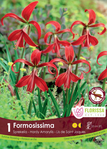 Lis de Saint-Jacques ( Sprekelia formosissima ) : des fleurs rouges aux pétales longs et étroits. Le visuel Florissa présente la plante et son nom dans la partie inférieure de l’étiquette. La photographie occupe presque toute la surface, tandis que le bandeau du bas rassemble les indications du produit. Cette vue permet de reconnaître son apparence et de distinguer la variété présentée.
