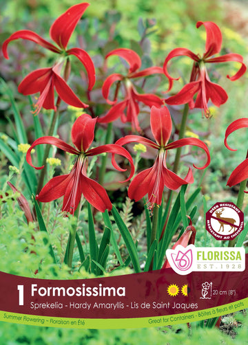 Aztec Lily 'Formosissima' (1 bulbs)