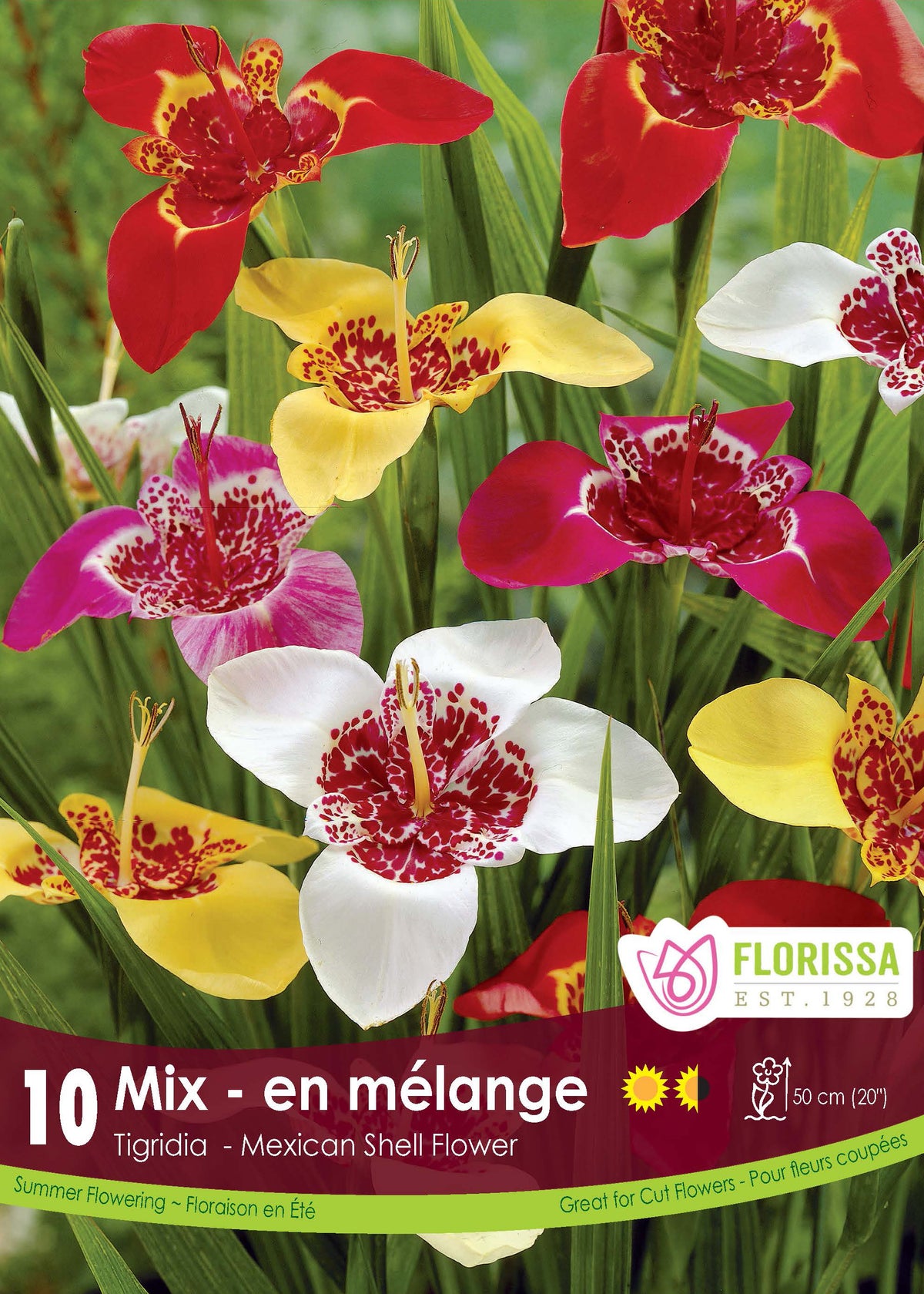 Tigridia en mélange ( Tigridia ) : des fleurs de tigridia rouges, jaunes et blanches à cœur tacheté. Le visuel Florissa présente la plante et son nom dans la partie inférieure de l’étiquette. La photographie occupe presque toute la surface, tandis que le bandeau du bas rassemble les indications du produit. Cette vue permet de reconnaître son apparence et de distinguer la variété présentée.