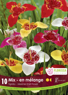Tigridia en mélange ( Tigridia ) : des fleurs de tigridia rouges, jaunes et blanches à cœur tacheté. Le visuel Florissa présente la plante et son nom dans la partie inférieure de l’étiquette. La photographie occupe presque toute la surface, tandis que le bandeau du bas rassemble les indications du produit. Cette vue permet de reconnaître son apparence et de distinguer la variété présentée.