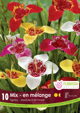 Tigridia 'Ferraria Mélange'