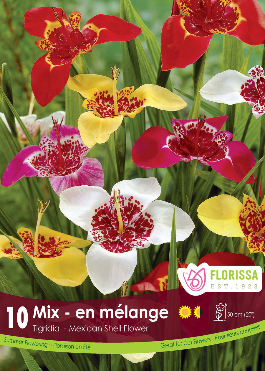 Tigridia 'Ferraria Mélange'