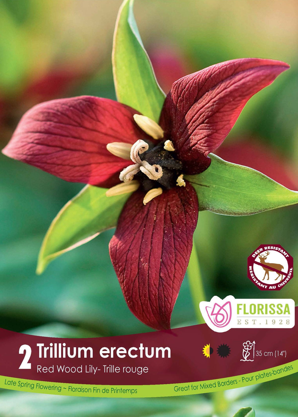 Trille rouge ‘Erectum’ ( Trillium ) : une fleur de trille rouge sombre à trois pétales. Le visuel Florissa présente la plante et son nom dans la partie inférieure de l’étiquette. La photographie occupe presque toute la surface, tandis que le bandeau du bas rassemble les indications du produit. Cette vue permet de reconnaître son apparence et de distinguer la variété présentée.