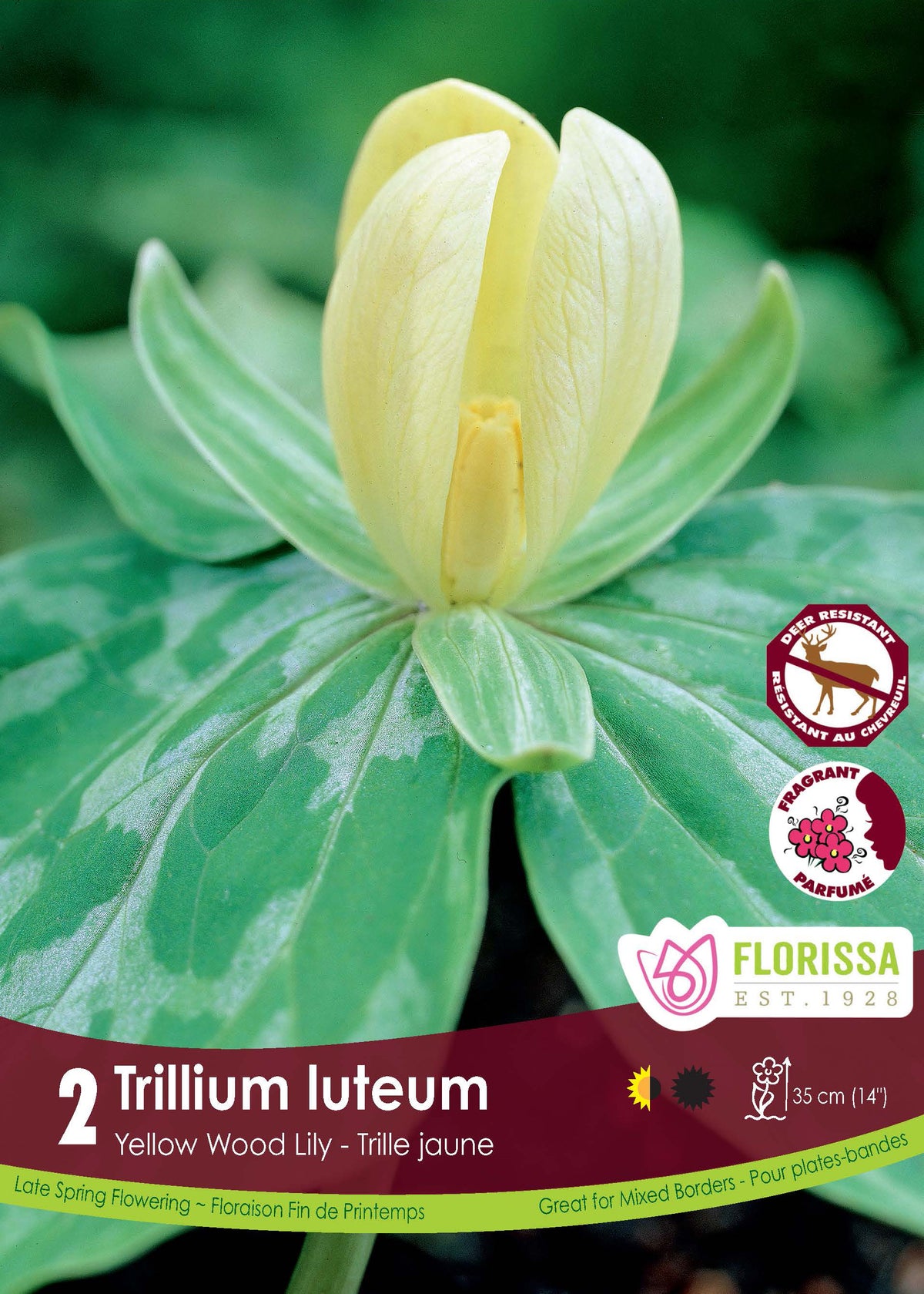 Trille jaune ‘Luteum’ ( Trillium ) : une fleur de trille jaune dressée au-dessus de trois feuilles vertes. Le visuel Florissa présente la plante et son nom dans la partie inférieure de l’étiquette. La photographie occupe presque toute la surface, tandis que le bandeau du bas rassemble les indications du produit. Cette vue permet de reconnaître son apparence et de distinguer la variété présentée.