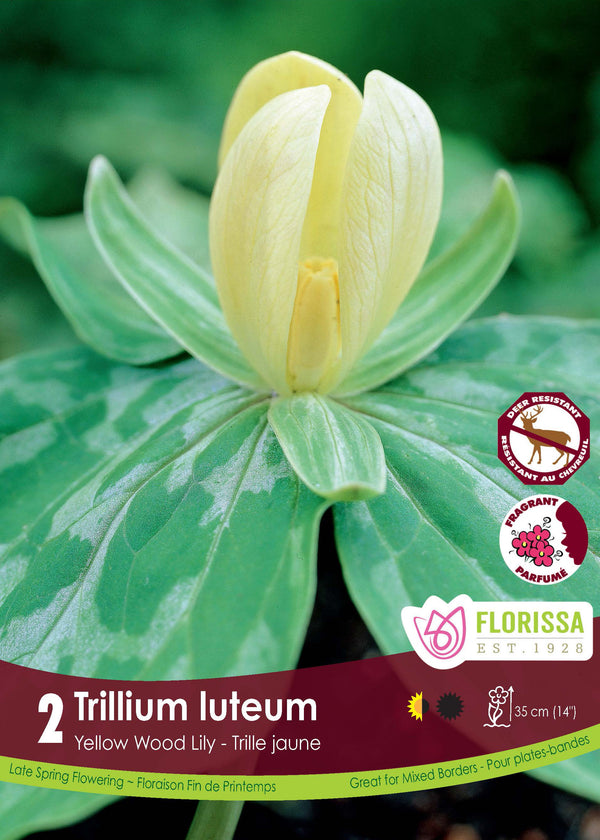 Yellow trillium 'Luteum'