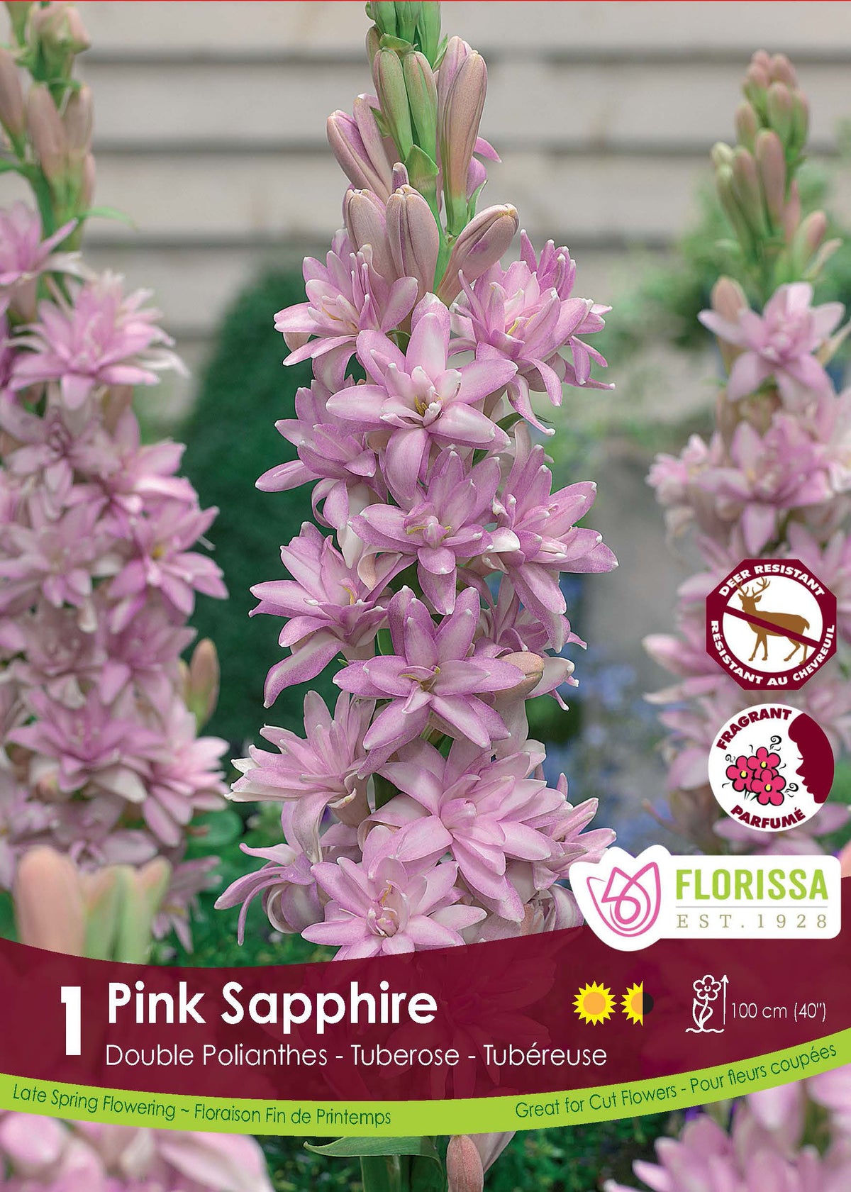 Tubéreuse double 'Saphir Rose'