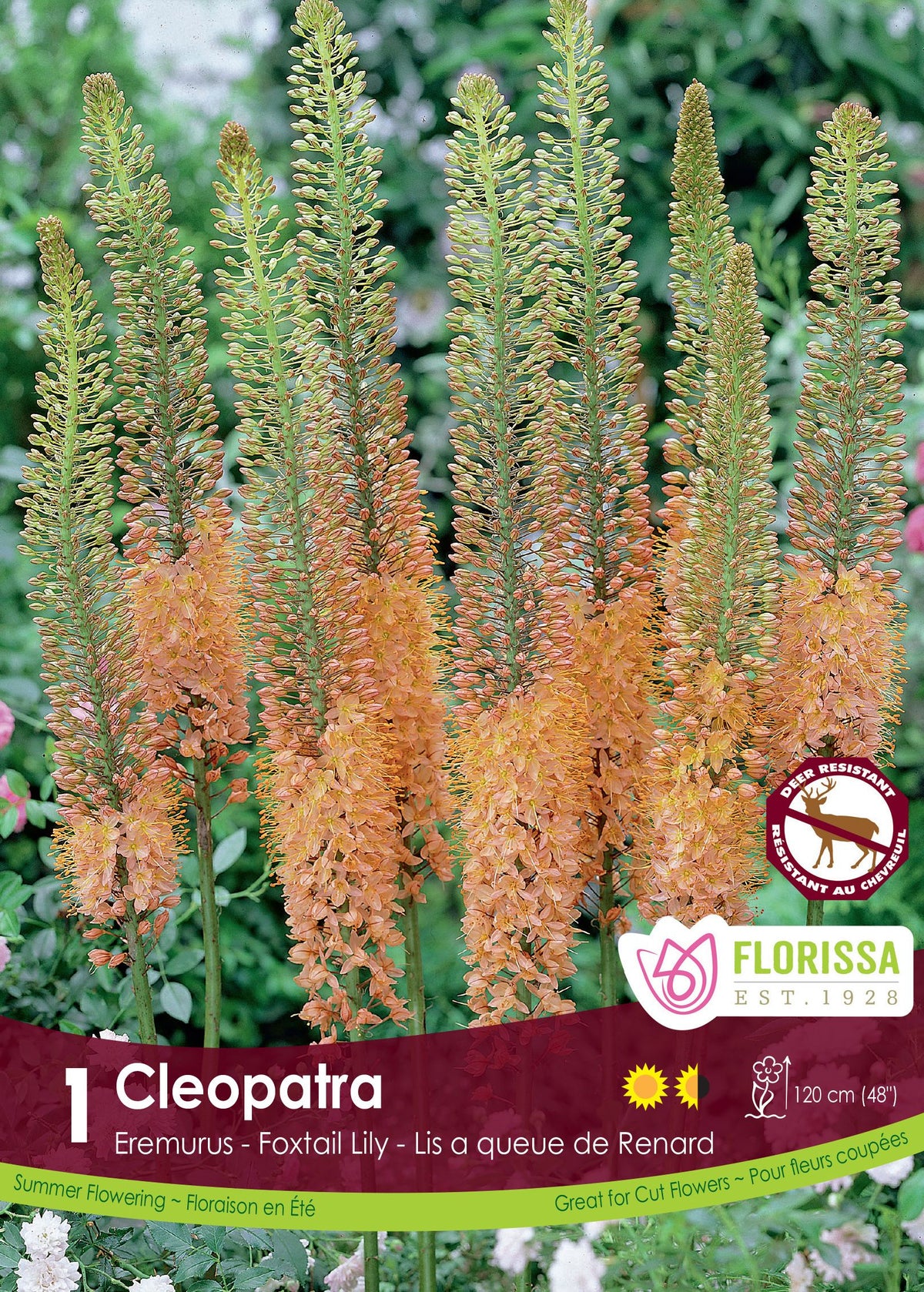 Éremurus ‘Copper’ ( Eremurus ) : de longs épis d’érémurus orangés. Le visuel Florissa présente la plante et son nom dans la partie inférieure de l’étiquette. La photographie occupe presque toute la surface, tandis que le bandeau du bas rassemble les indications du produit. Cette vue permet de reconnaître son apparence et de distinguer la variété présentée.