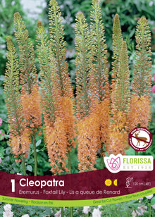 Éremurus ‘Copper’ ( Eremurus ) : de longs épis d’érémurus orangés. Le visuel Florissa présente la plante et son nom dans la partie inférieure de l’étiquette. La photographie occupe presque toute la surface, tandis que le bandeau du bas rassemble les indications du produit. Cette vue permet de reconnaître son apparence et de distinguer la variété présentée.