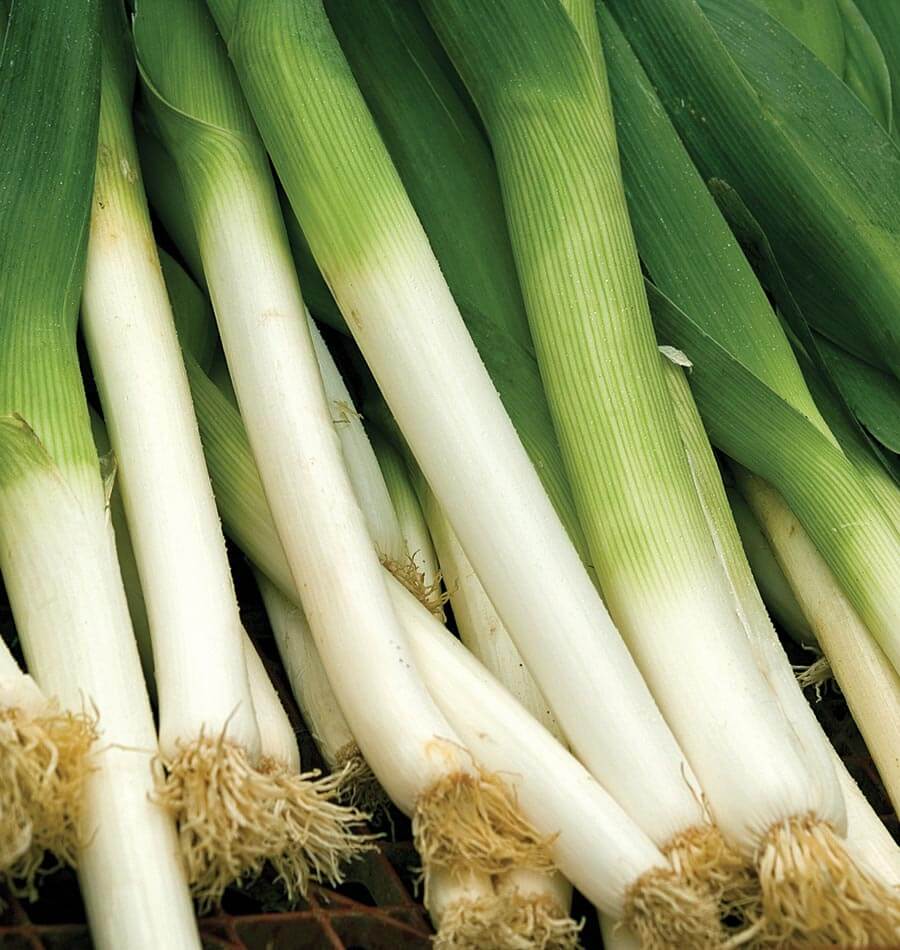 Plusieurs poireaux sont présentés de près, avec leurs fûts blancs superposés en diagonale. Les gaines passent progressivement au vert clair puis au vert plus foncé. De fines stries suivent leur longueur, et des racines beige clair restent attachées à la base. Le feuillage serré remplit presque tout l’arrière-plan de la photographie.