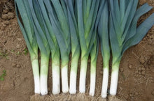 Une rangée de poireaux récoltés est étalée sur une terre brune. Les fûts blancs, alignés à leur base, se prolongent en gaines vert clair puis en feuilles bleu-vert serrées. Des racines fines restent visibles au bas des plants. Quelques traces de terre marquent les gaines, tandis que les feuilles remplissent le haut de l’image.