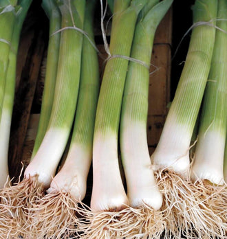 Des bottes de poireaux reposent côte à côte sur un support en bois brun. Les fûts blancs s’allongent vers des gaines vert clair finement striées, retenues par une ficelle. Les racines claires forment un réseau dense au bas de l’image. Le feuillage vert se prolonge vers le haut, partiellement hors du cadre.