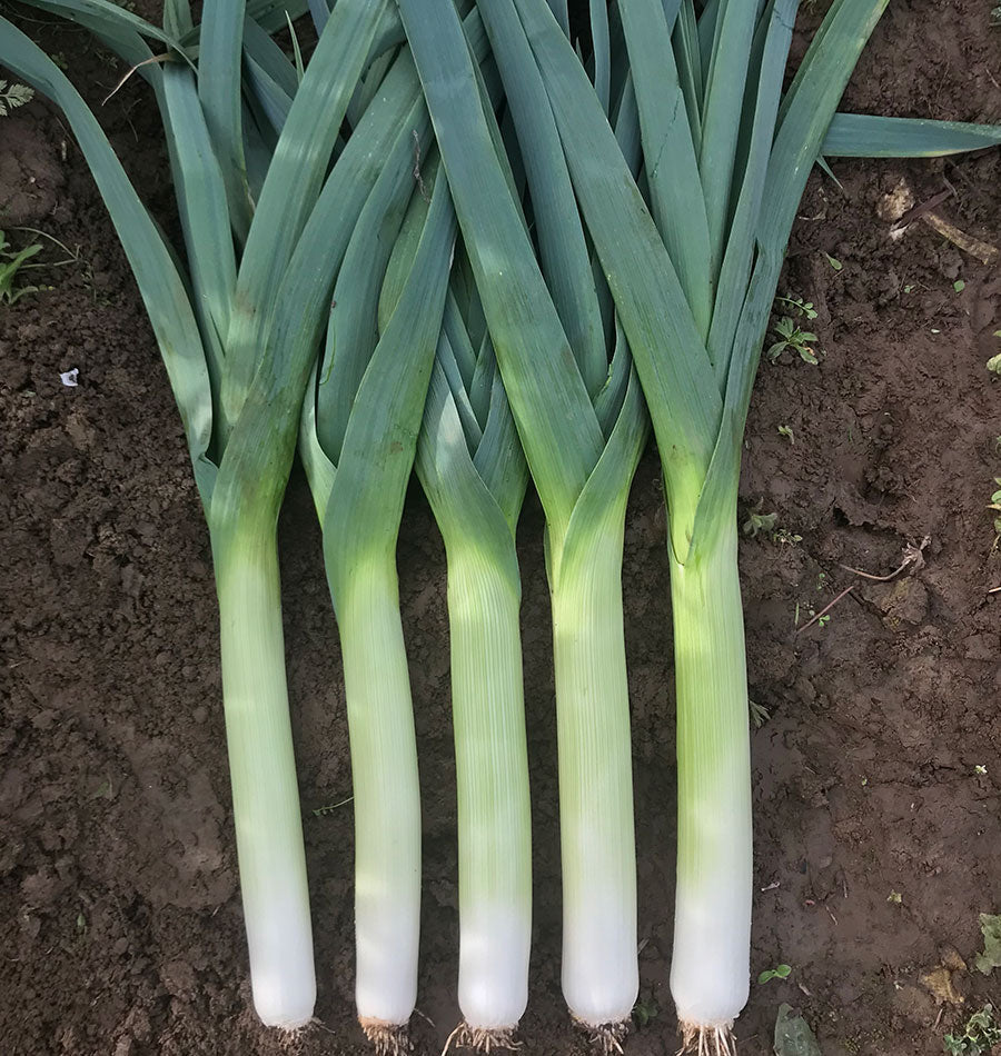 Cinq poireaux récoltés sont alignés sur une terre sombre. Leurs fûts blancs et vert clair sont longs et presque parallèles, avec de petites racines à la base. Au-dessus, les feuilles bleu-vert se croisent en larges rubans dressés. Quelques petites herbes et fragments végétaux restent visibles autour de la récolte disposée au sol.