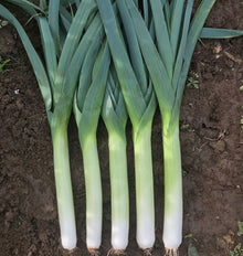Cinq poireaux récoltés sont alignés sur une terre sombre. Leurs fûts blancs et vert clair sont longs et presque parallèles, avec de petites racines à la base. Au-dessus, les feuilles bleu-vert se croisent en larges rubans dressés. Quelques petites herbes et fragments végétaux restent visibles autour de la récolte disposée au sol.